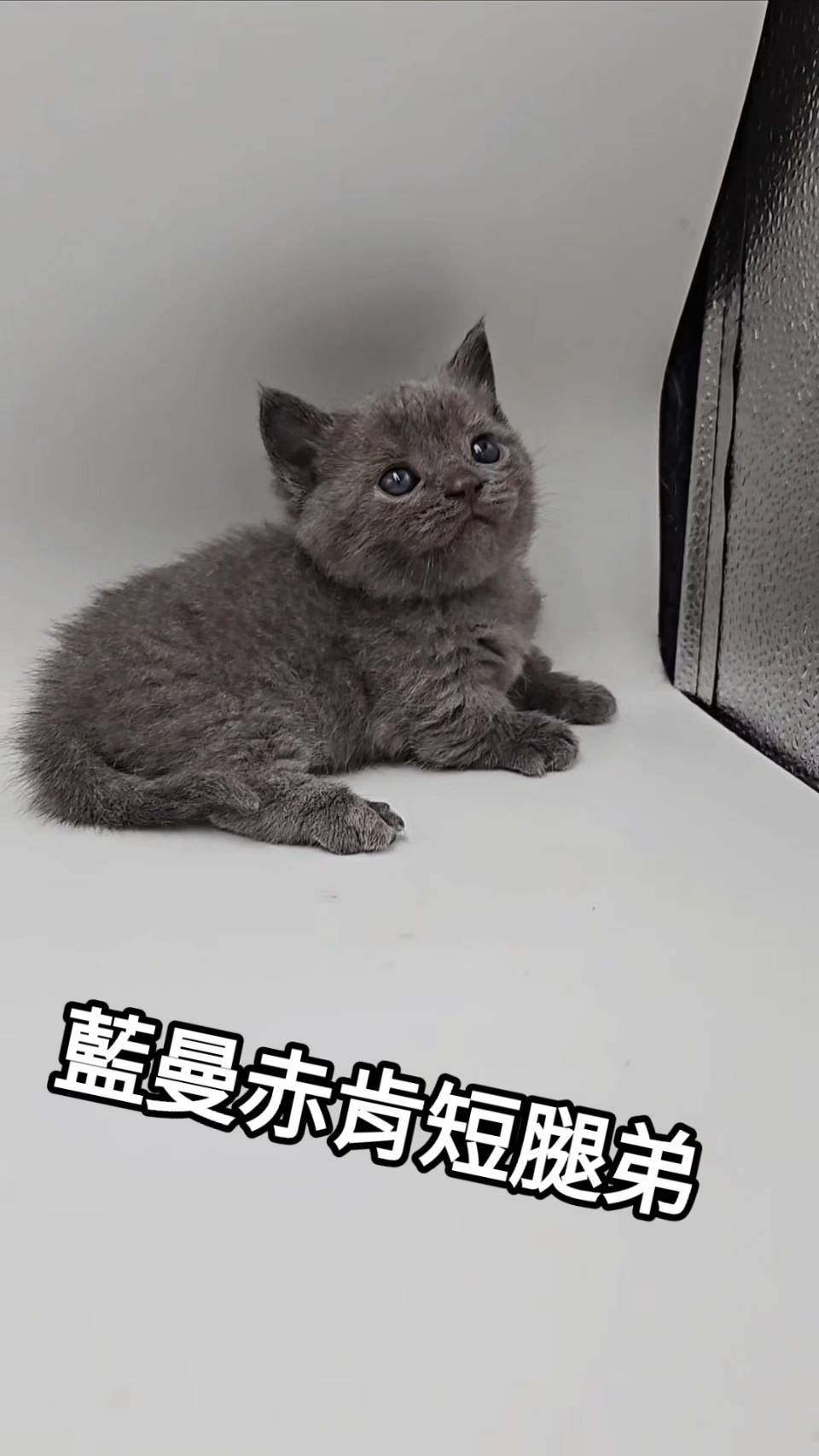 刻在你心底的貓／藍色曼赤肯