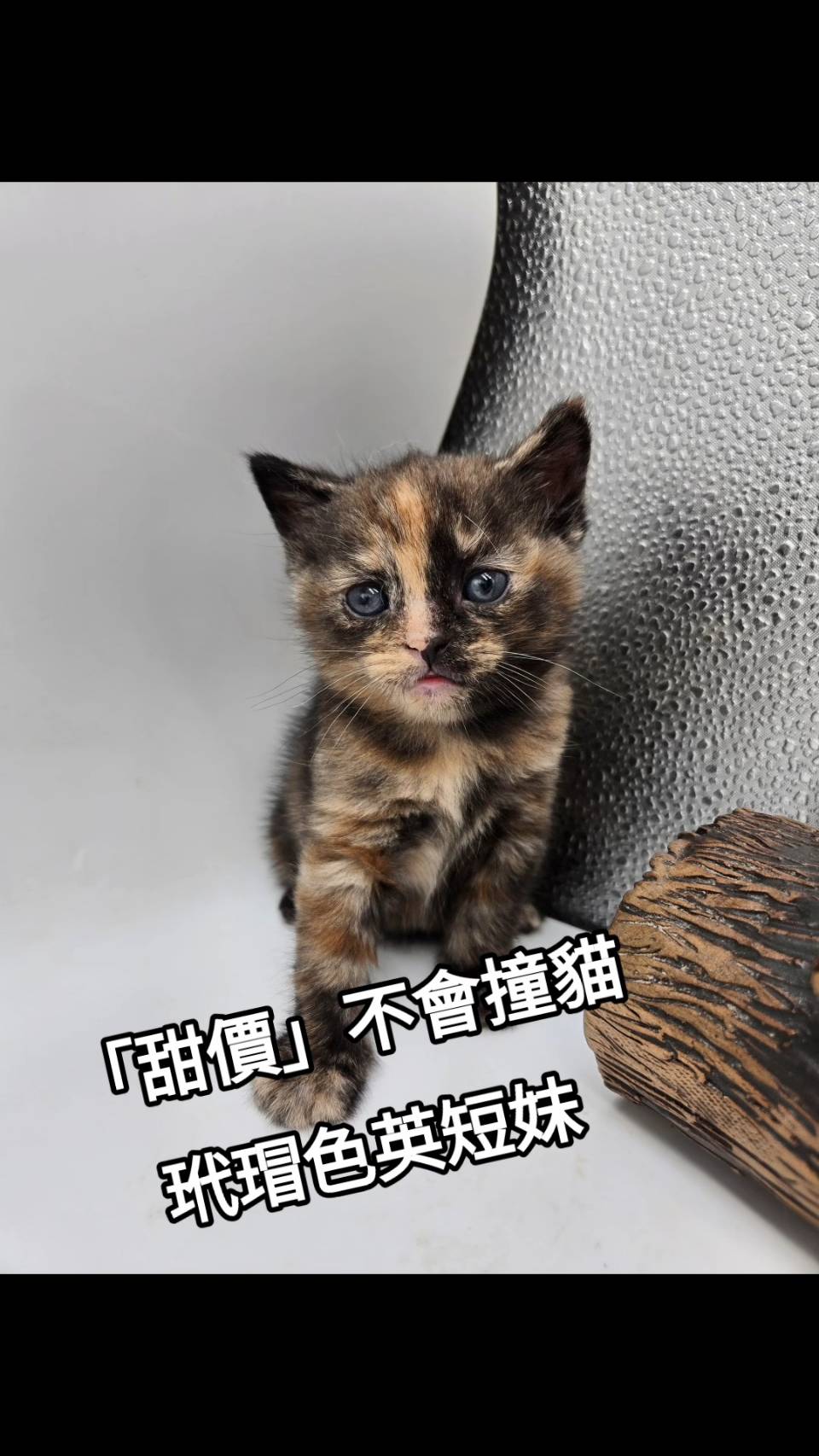 刻在你心底的貓／玳瑁色英國短毛貓
