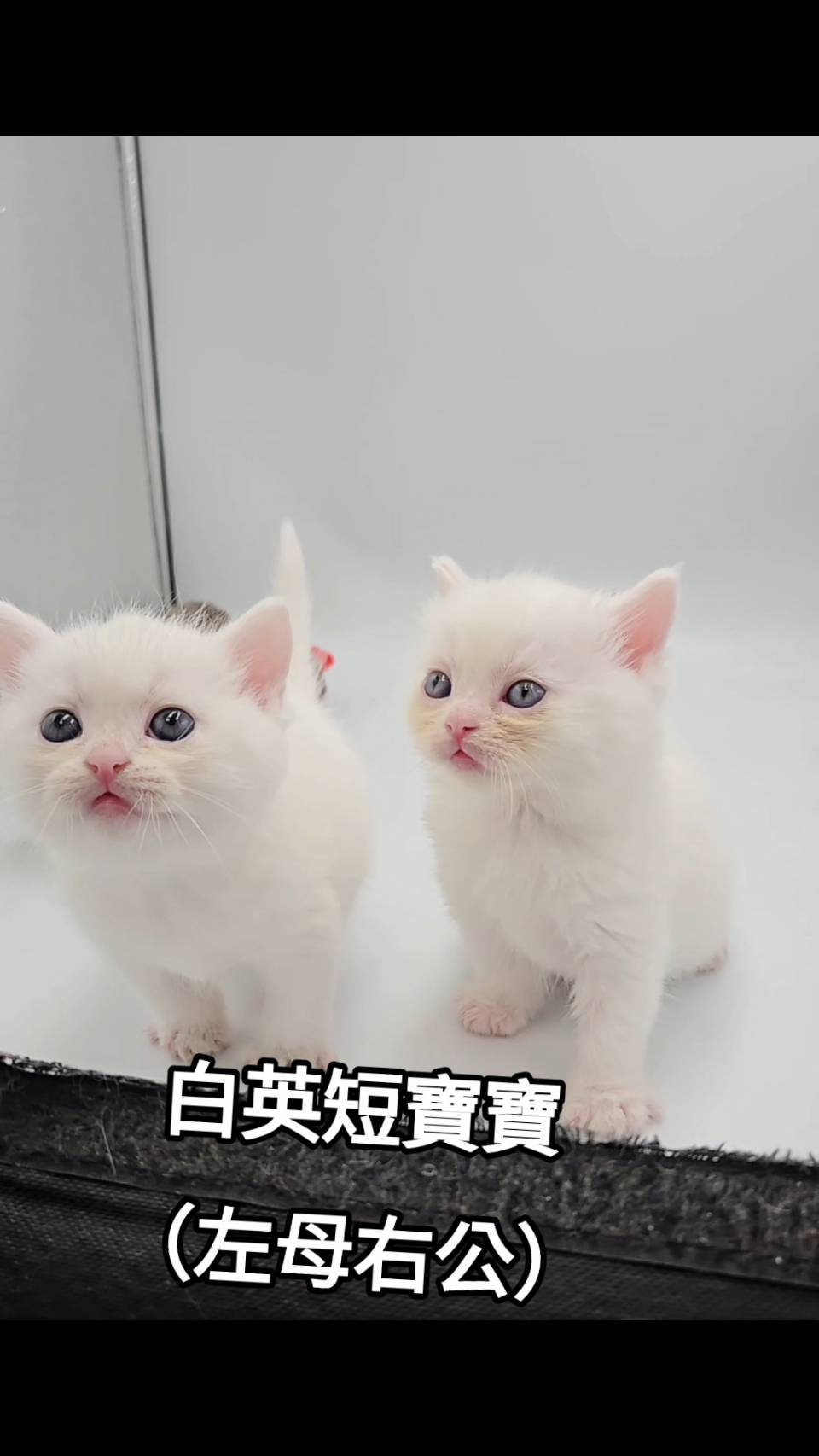 刻在你心底的貓／白色英國短毛貓