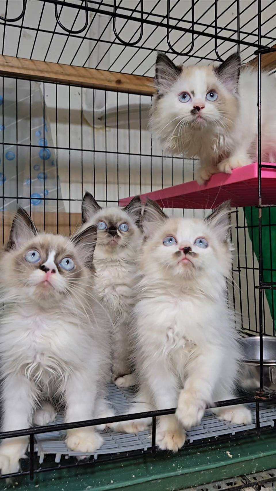 刻在你心底的貓／布偶貓