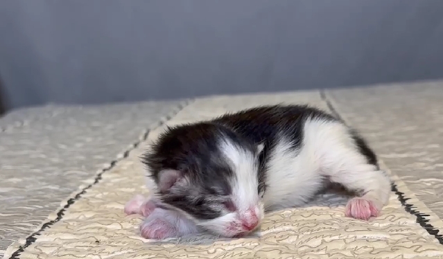 尊爵名皇／黑白賓士緬因貓