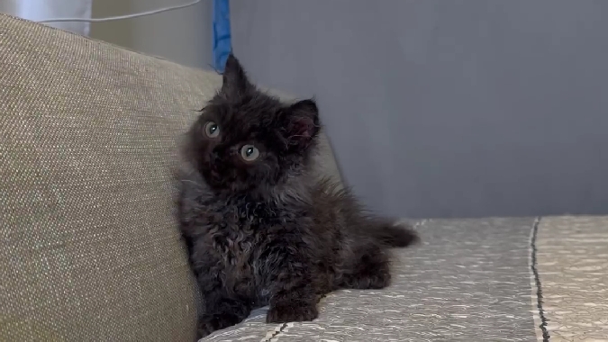 尊爵名皇／黑大理石色捲毛小步舞曲