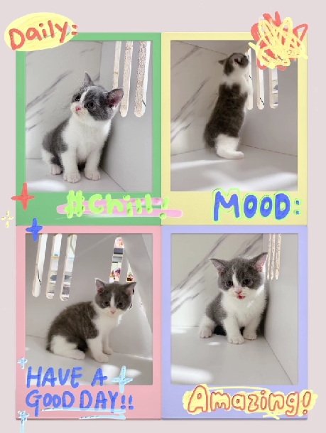 布魯斯貓舍／藍白色英國短毛貓