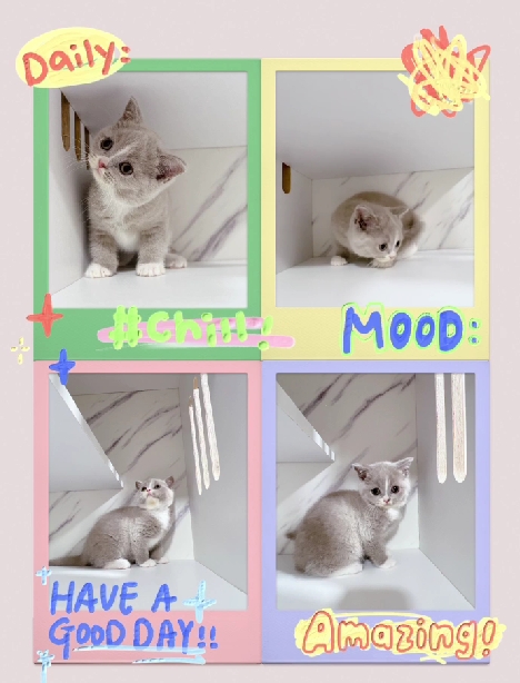 布魯斯貓舍／小鹿色加白英國短毛貓