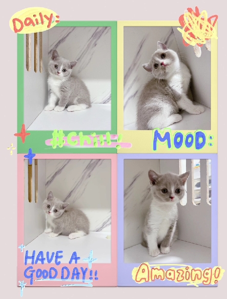 布魯斯貓舍／小鹿色加白英國短毛貓