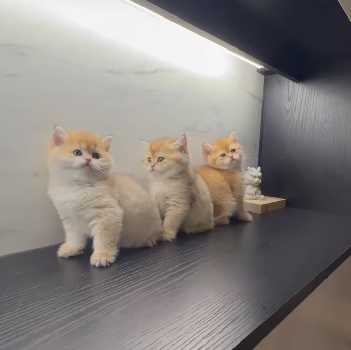 野獸派貓舍／金漸層英國短毛貓