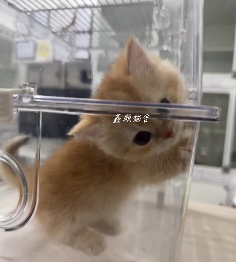 鑫願貓舍／金漸層曼赤肯