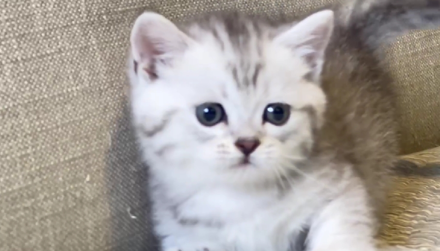 尊爵名皇／銀白色曼赤肯