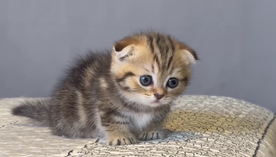 尊爵名皇／古典金紋路曼赤肯