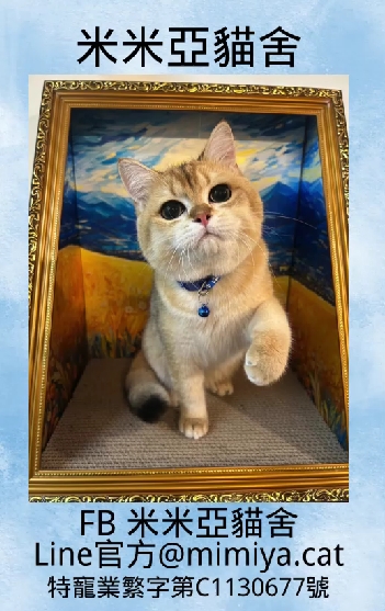 米米亞貓舍／金漸層英國短毛貓