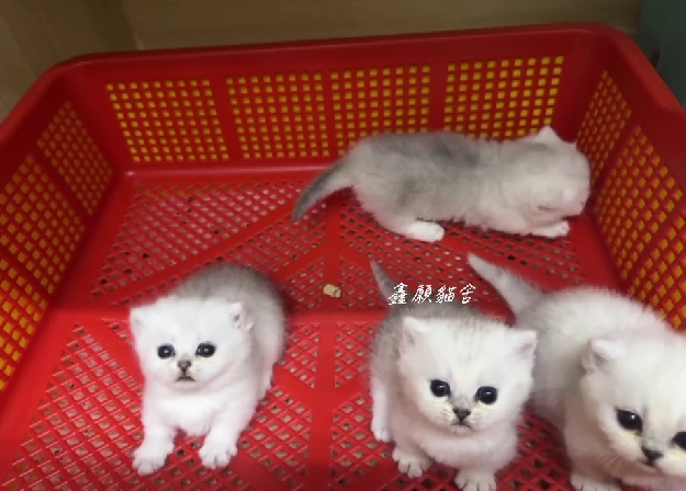 鑫願貓舍／銀漸層曼赤肯