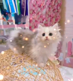 星光貓舍／銀漸層加白小步舞曲