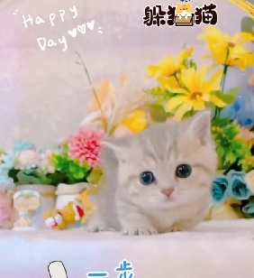 星光貓舍／藍金虎斑曼赤肯