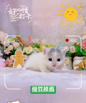 星光貓舍／白三花曼赤肯