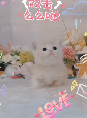 星光貓舍／奶油色曼赤肯