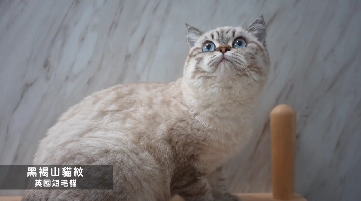 米琪蘇貓舍／黑褐山貓紋英國短毛貓