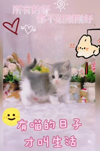 星光貓舍／藍虎斑白賓士曼赤肯