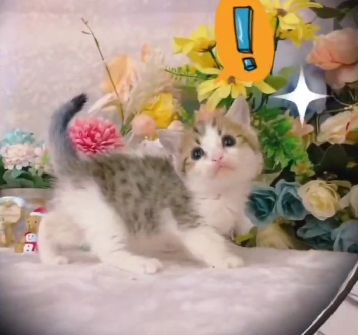 星光貓舍／棕虎斑曼赤肯