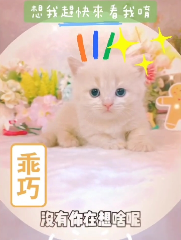 星光貓舍／奶油色曼赤肯