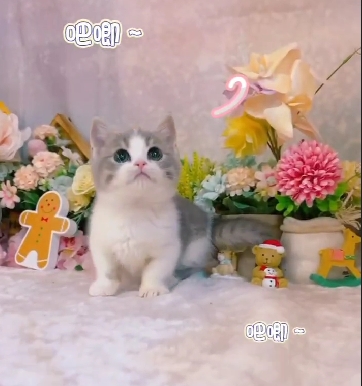 星光貓舍／藍虎斑白賓士曼赤肯