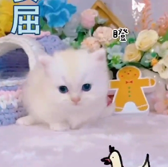 星光貓舍／奶油白重點小步舞曲