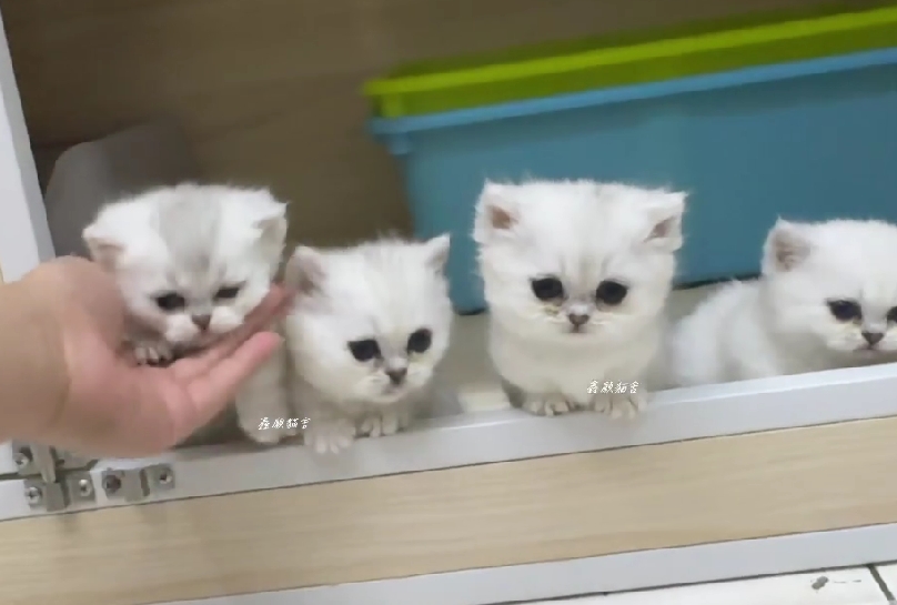 鑫願貓舍／銀漸層曼赤