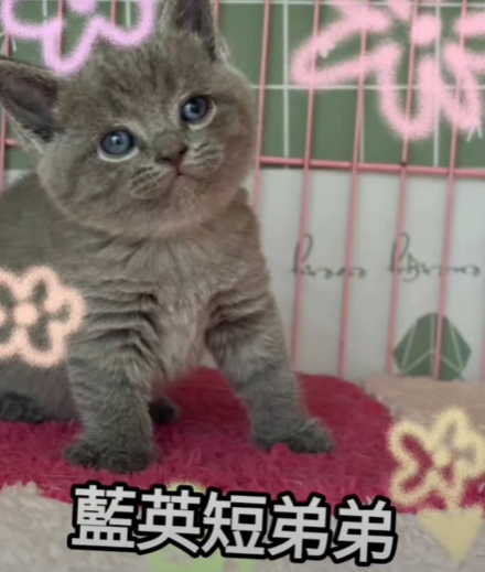 刻在你心底的貓／藍色英國短毛貓