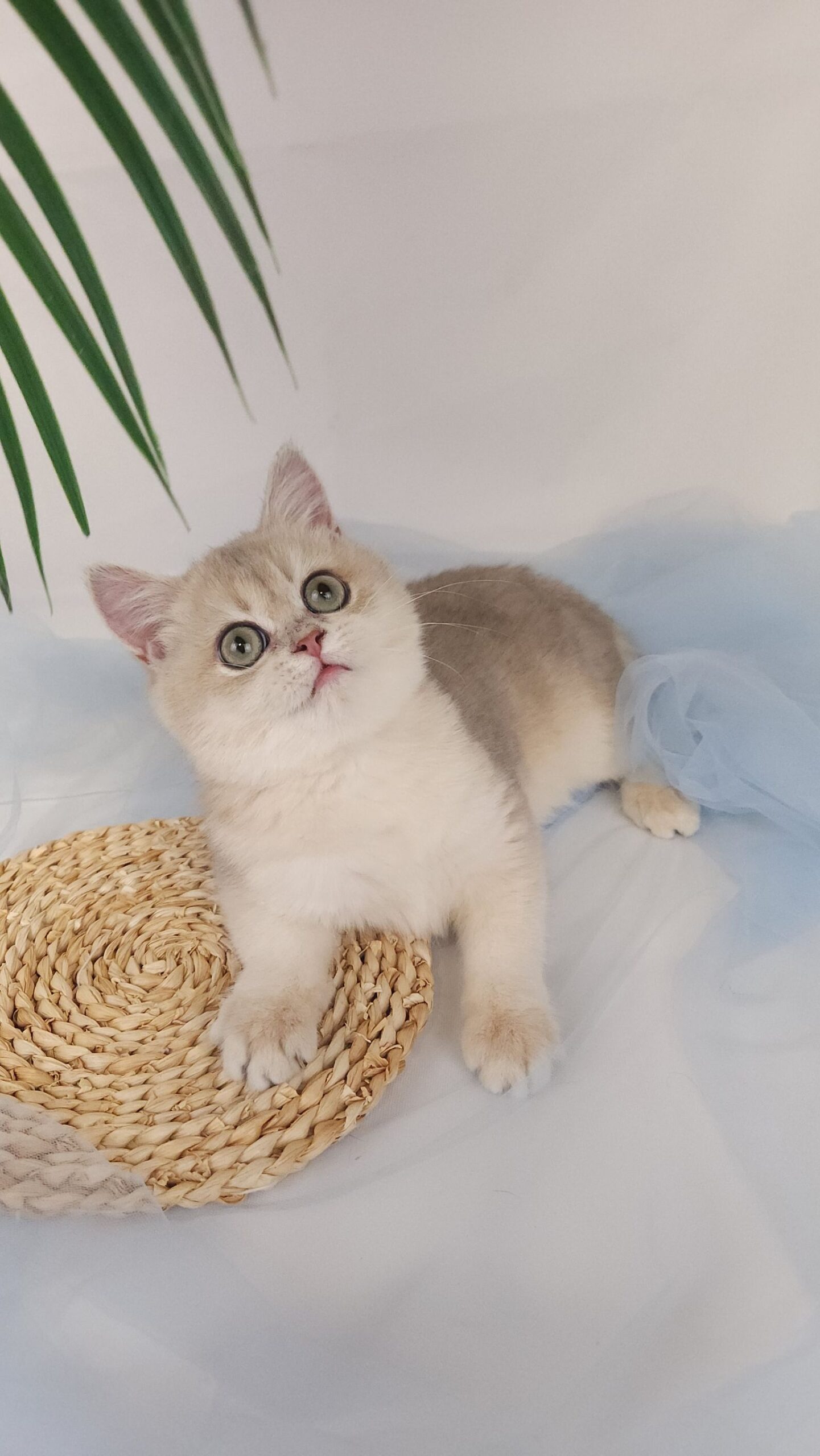 主子點頭貓舍／藍金漸層英國短毛貓