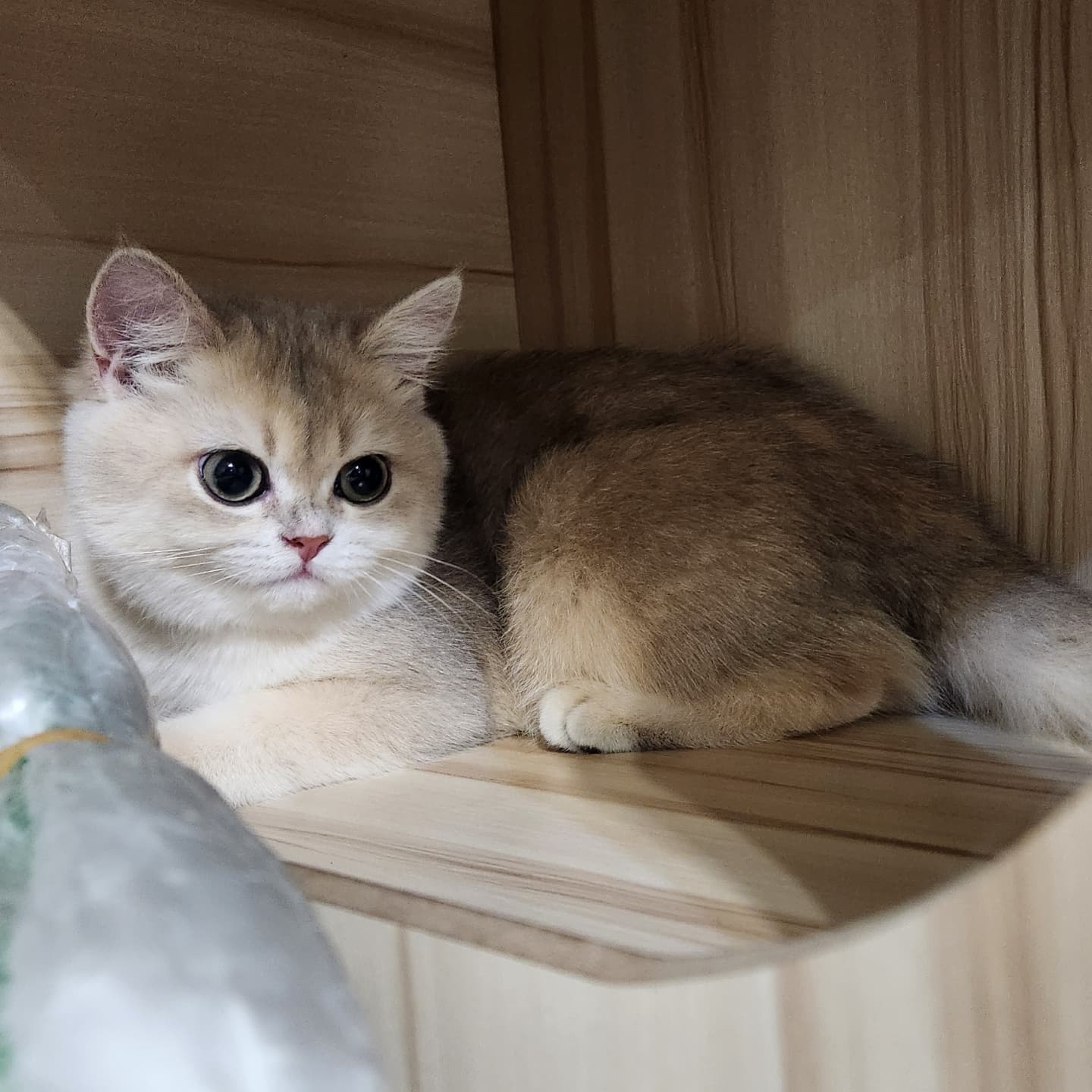 主子點頭貓舍／藍金漸層英國短毛貓