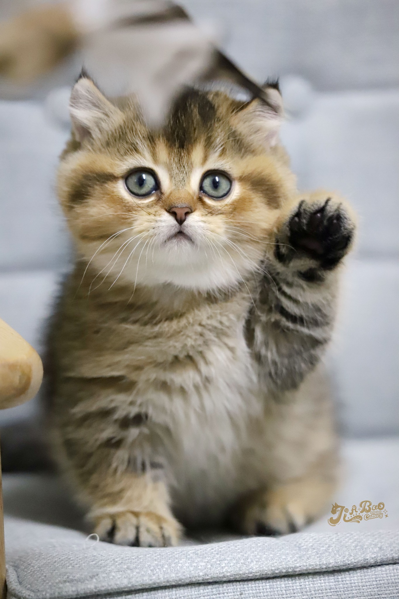 家寶寵物／黑金漸層曼赤肯