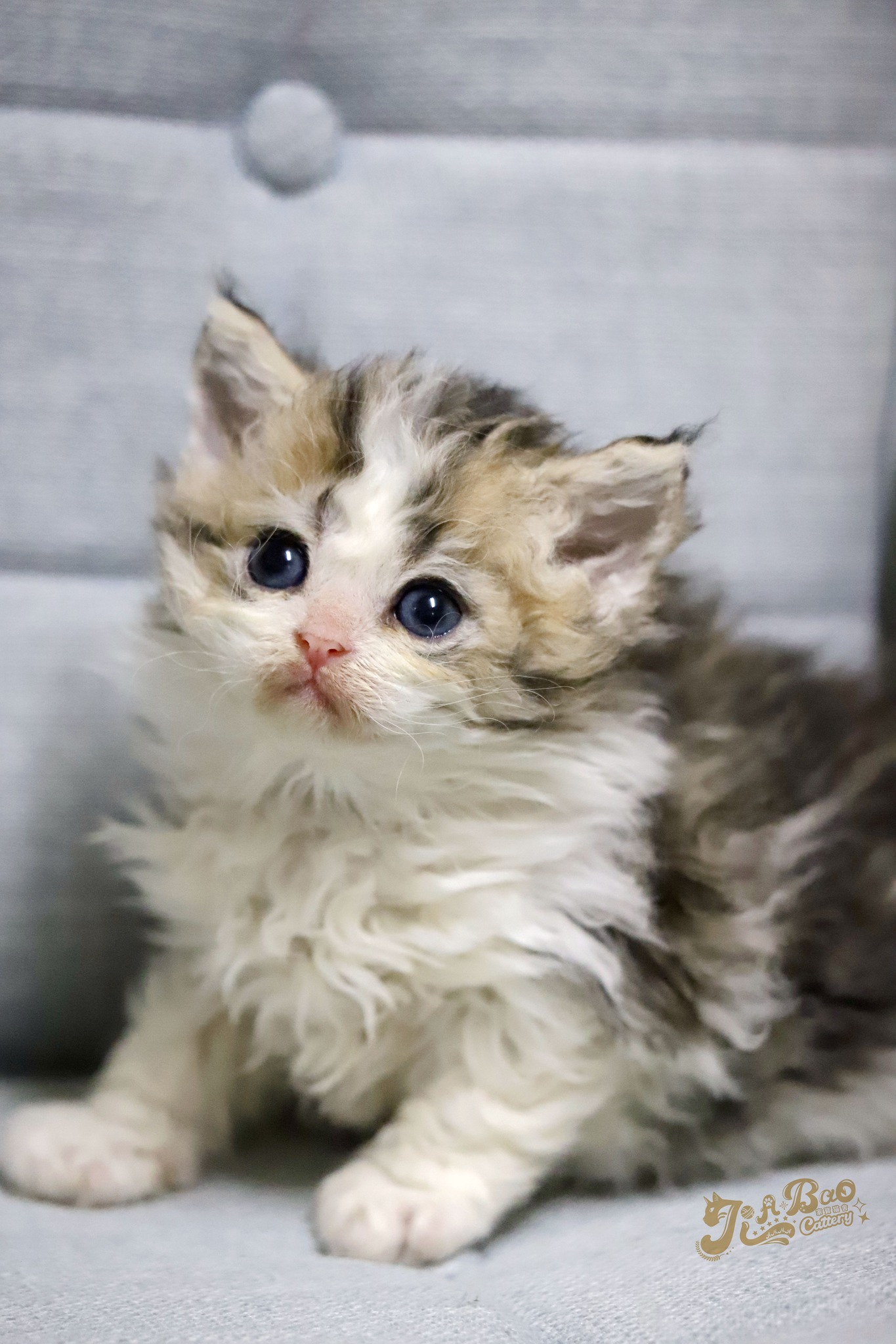 家寶寵物／棕虎斑賓士賽爾凱克捲毛貓