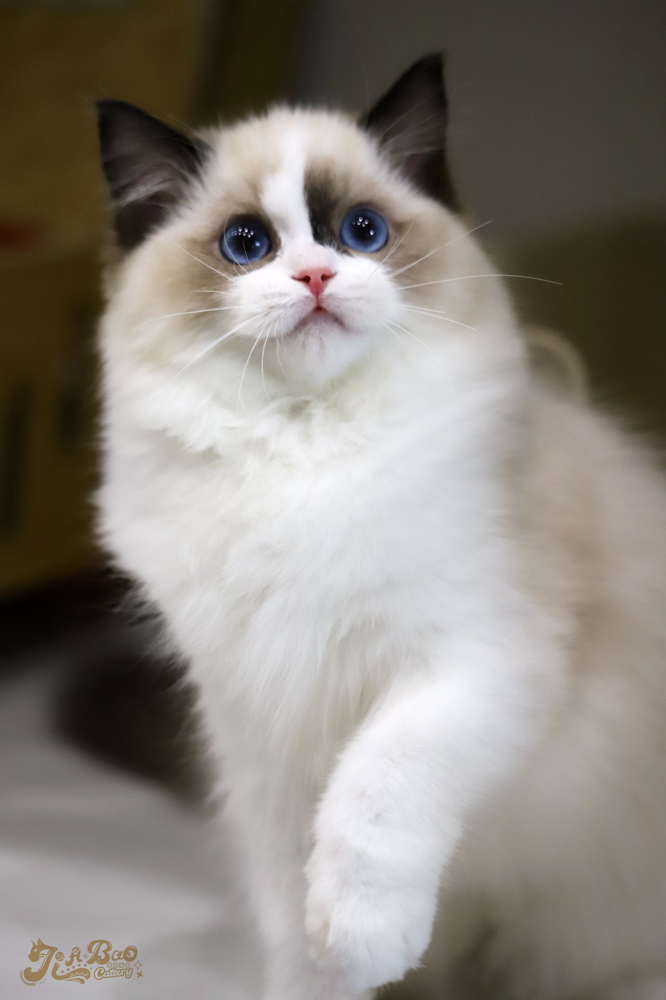 家寶寵物／海豹雙色布偶貓