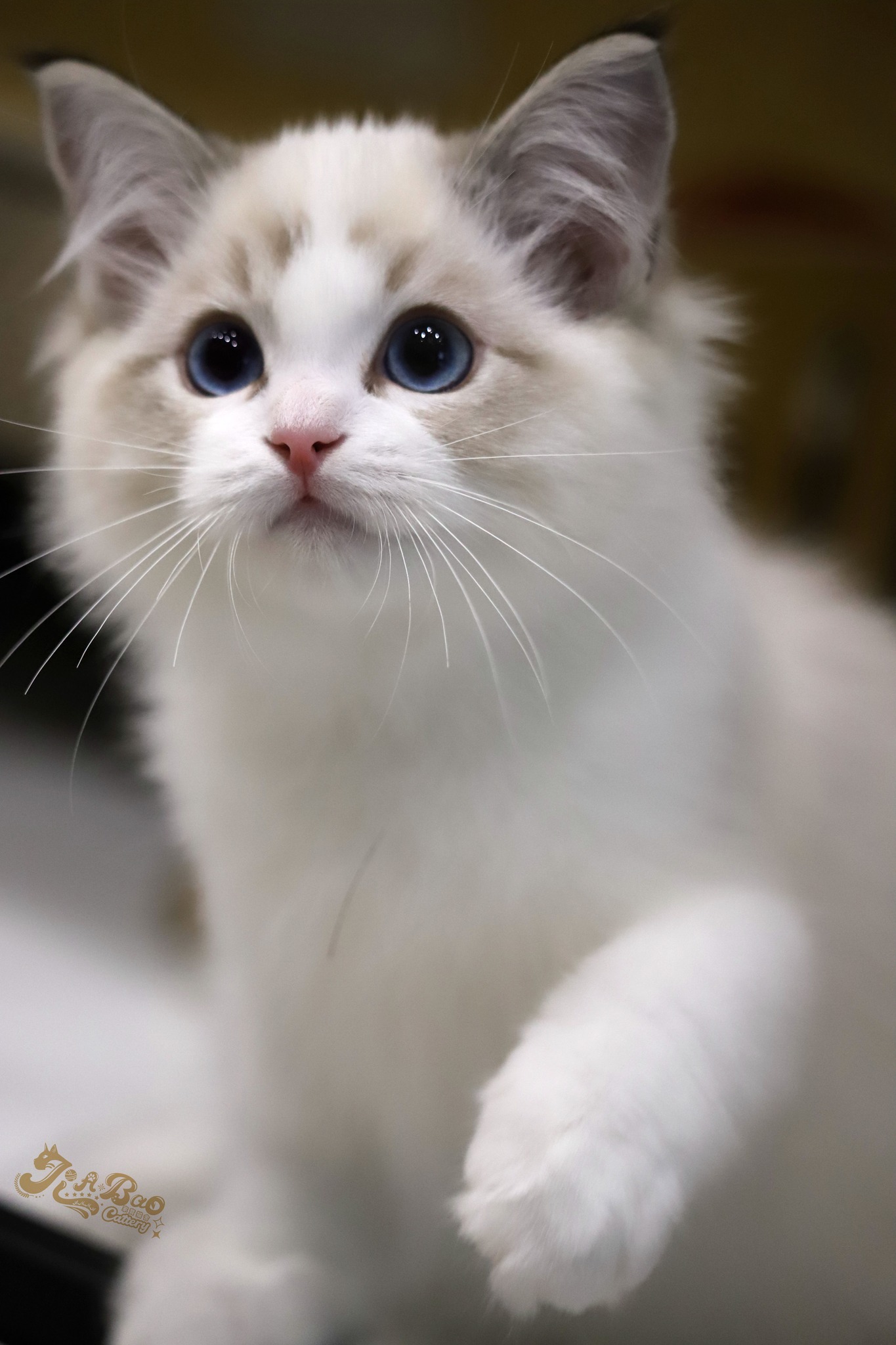 家寶寵物／海豹山貓雙色布偶貓