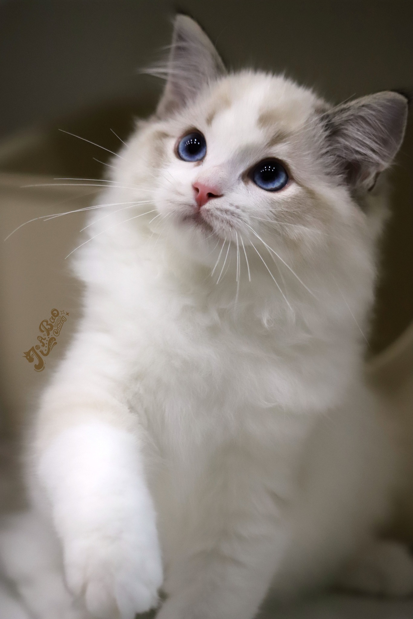 家寶寵物／海豹山貓雙色布偶貓