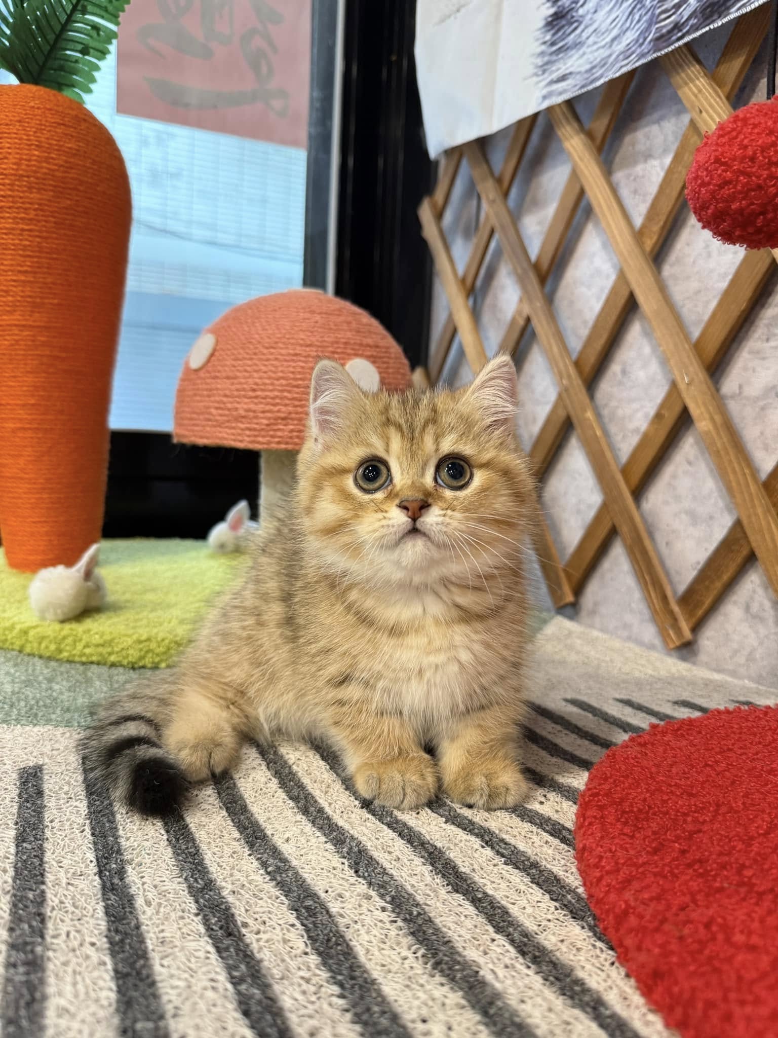 金瑟喵屋／金虎斑漸層曼赤肯