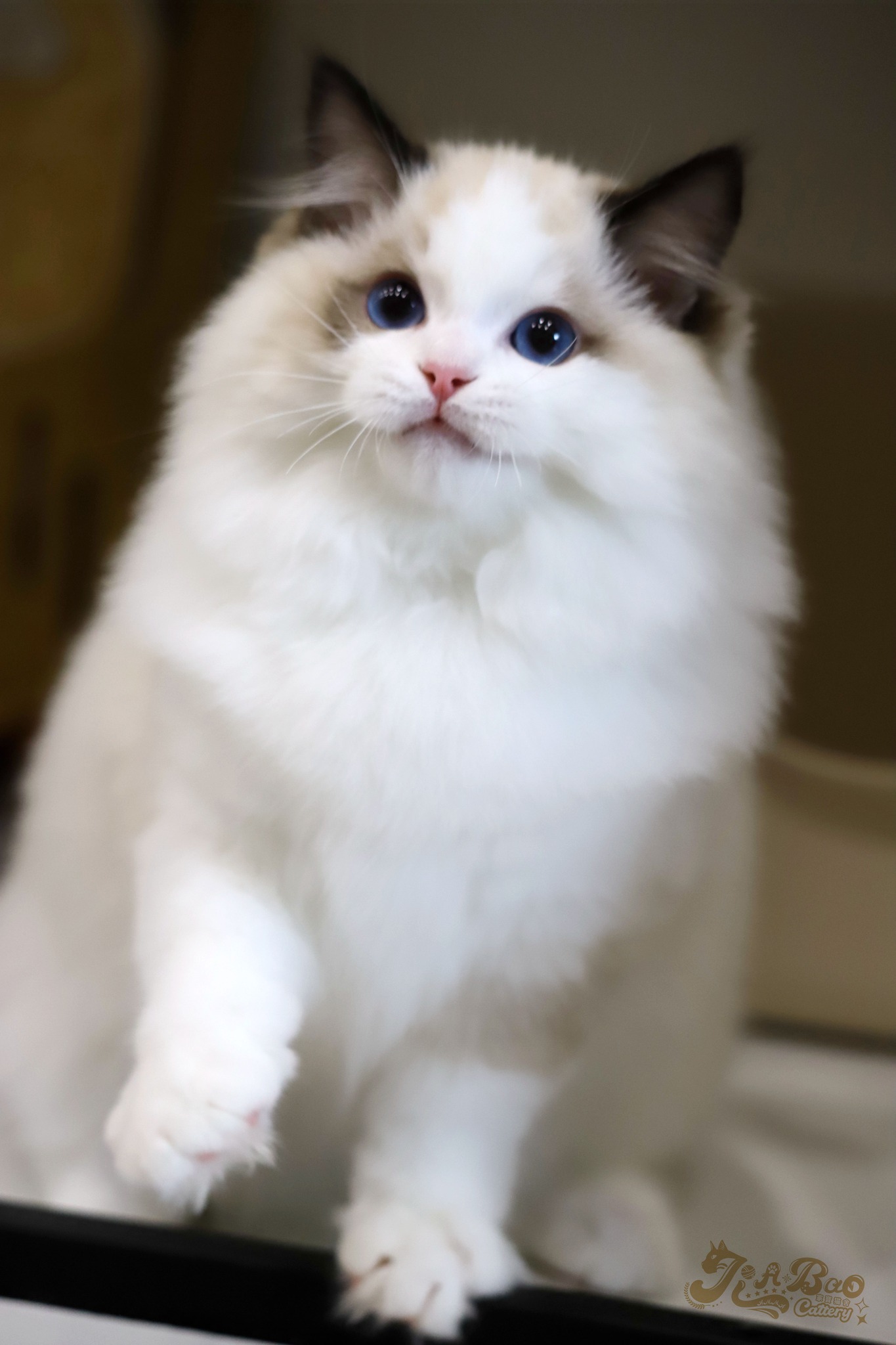 家寶寵物／海豹雙色布偶貓