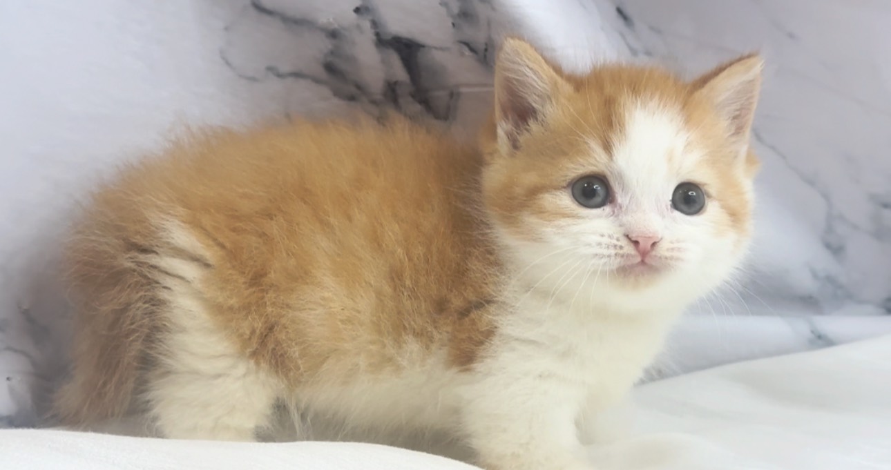 華貴皇族國際專業貓舍／橘白正賓士曼赤肯