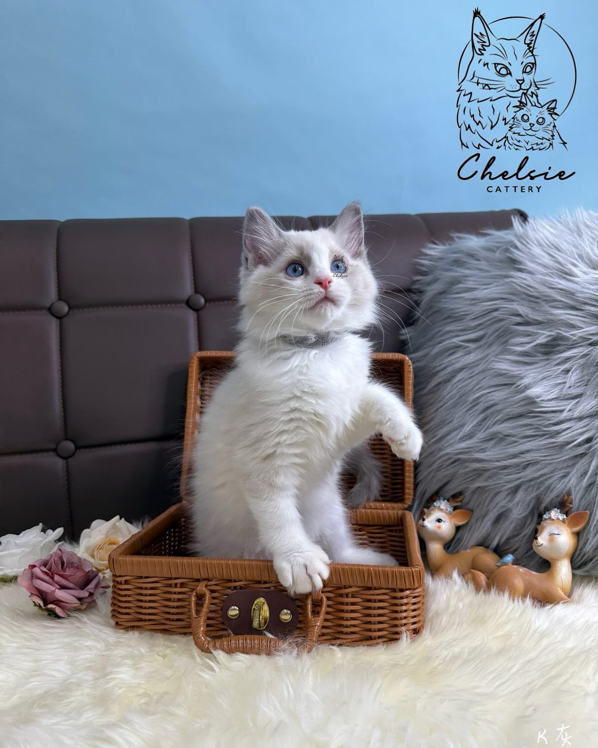 雀而喜貓舍／藍雙色布偶貓