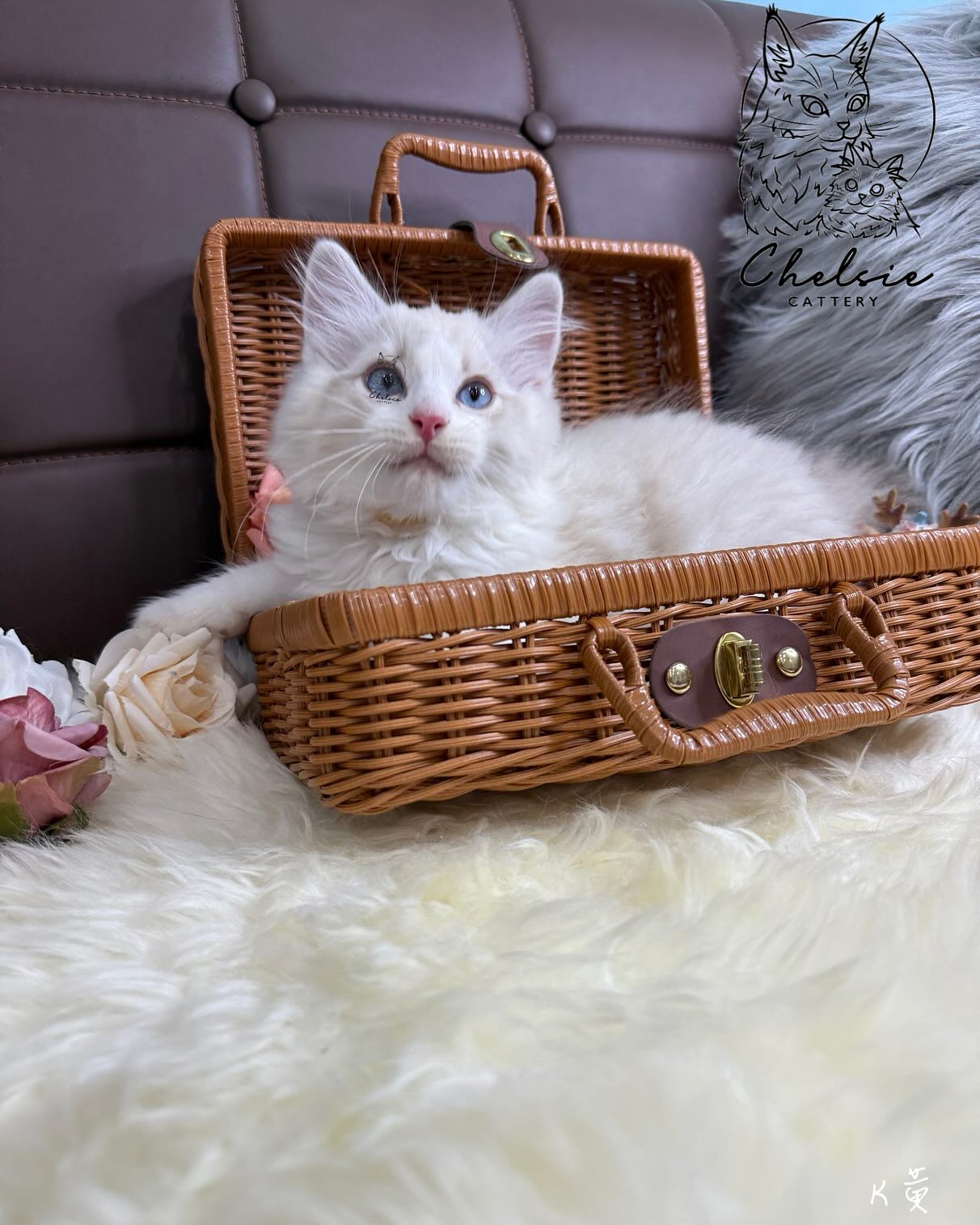 雀而喜貓舍／藍山雙色布偶貓