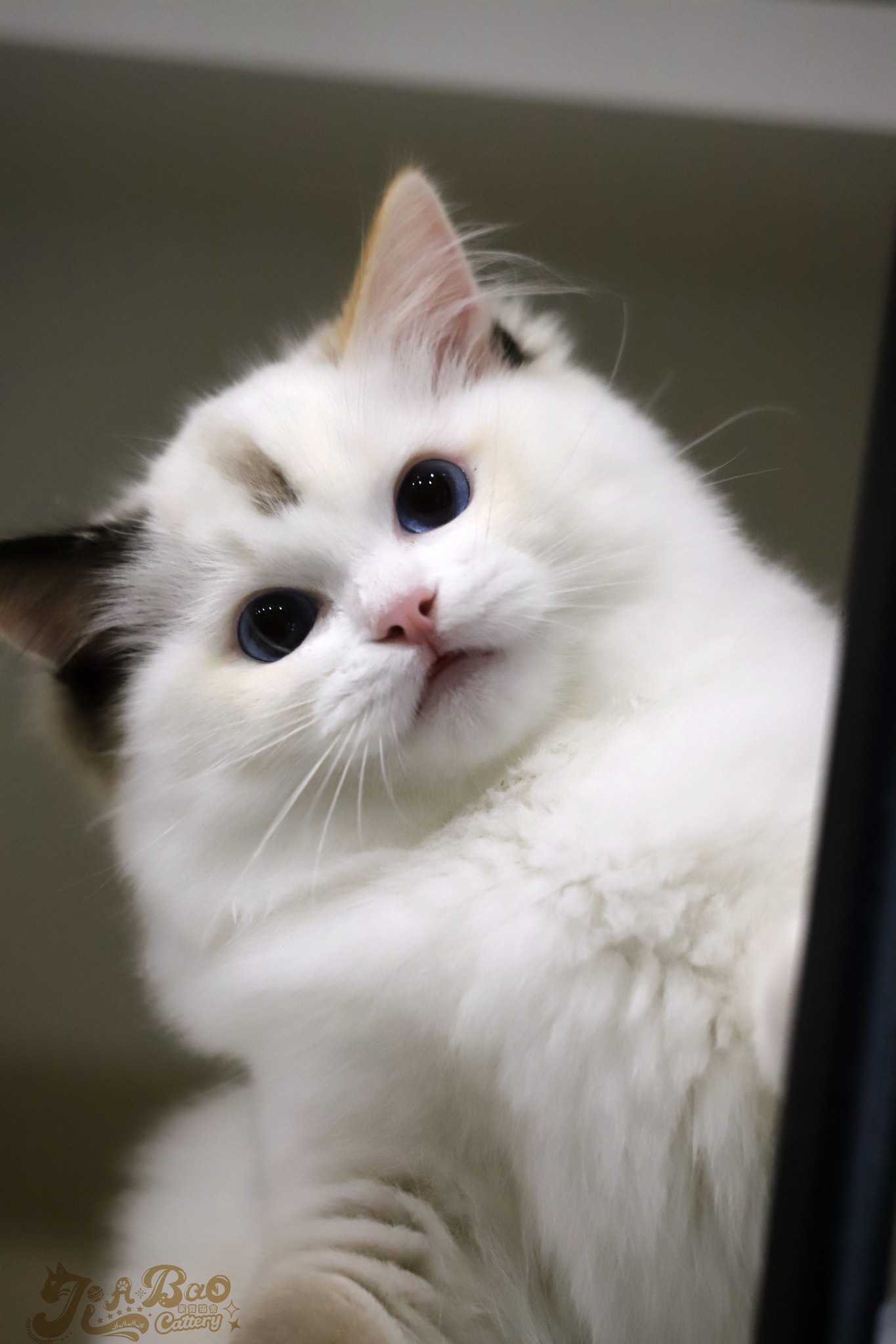 家寶寵物／海豹玳瑁雙布偶貓