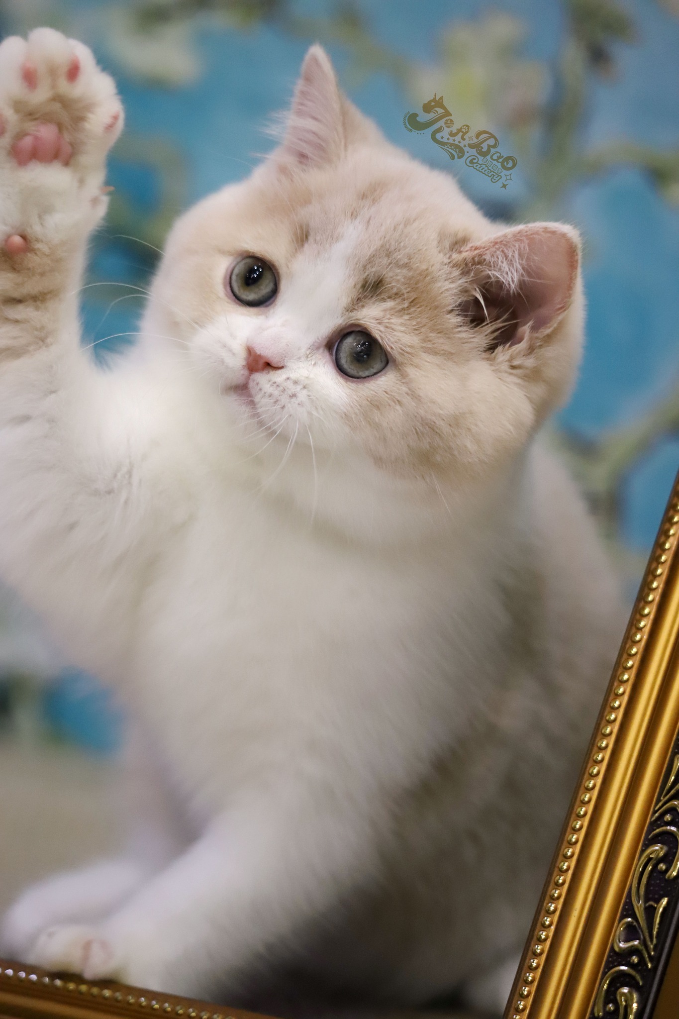 家寶寵物／奶白賓士英國短毛貓