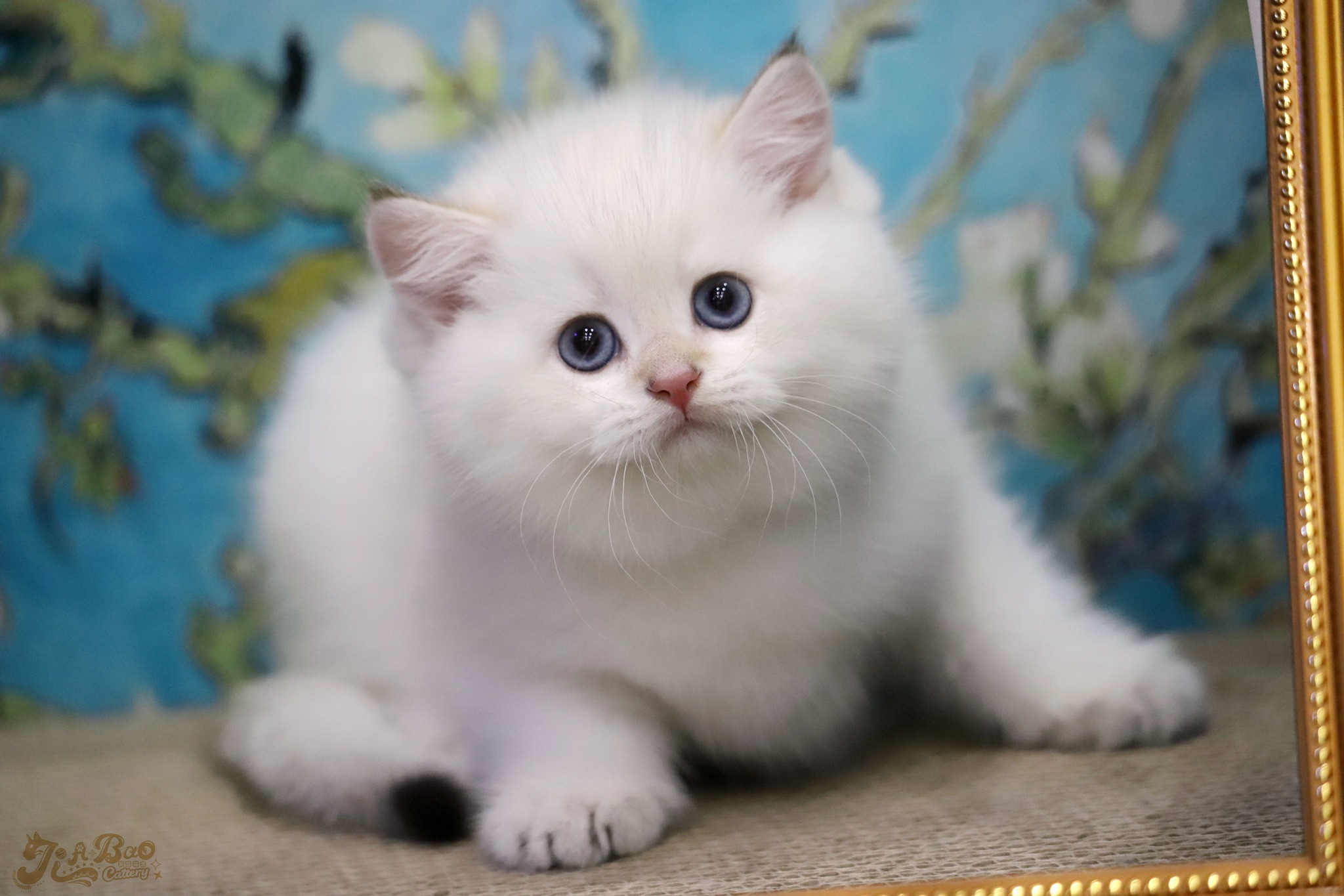 家寶寵物／藍金點英國短毛貓