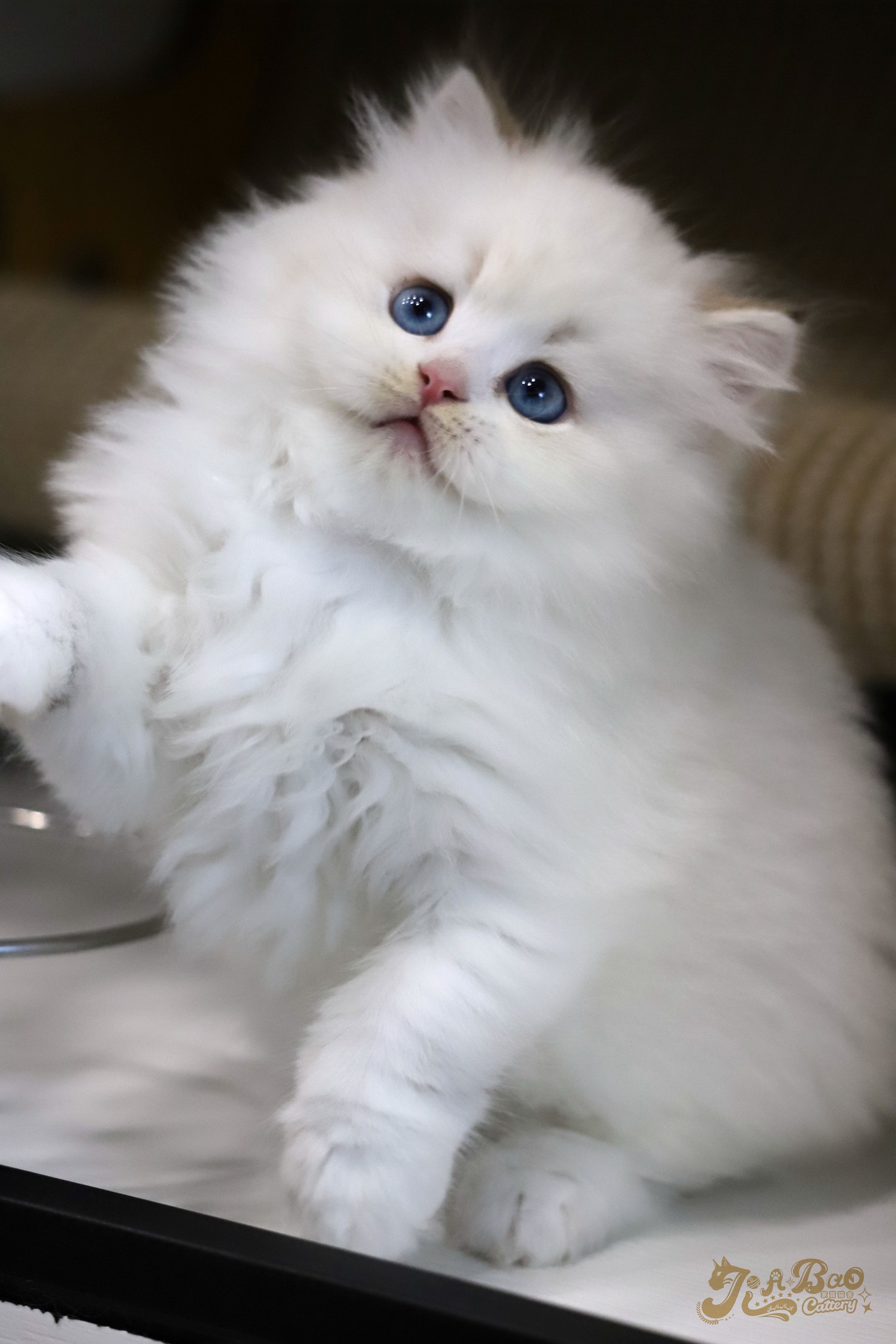 家寶寵物／金點英國長毛貓