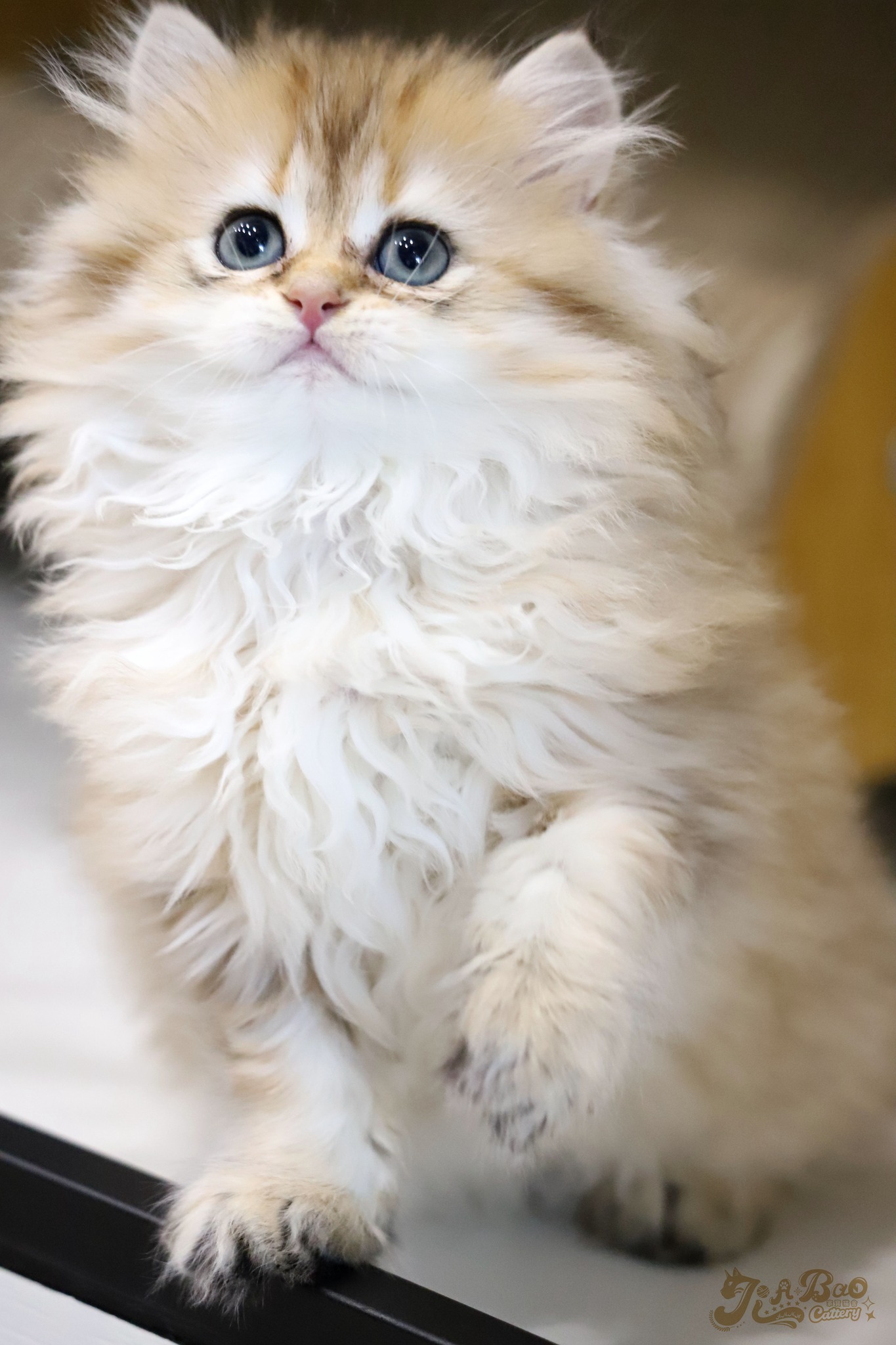 家寶寵物／黑金漸層英國長毛貓