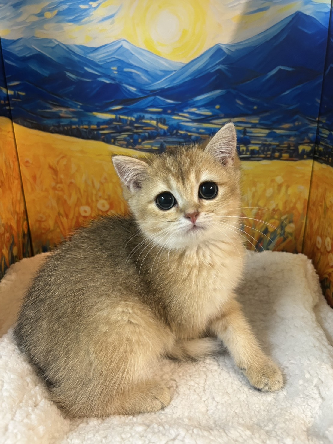 米米亞貓舍／金漸層英國短毛貓