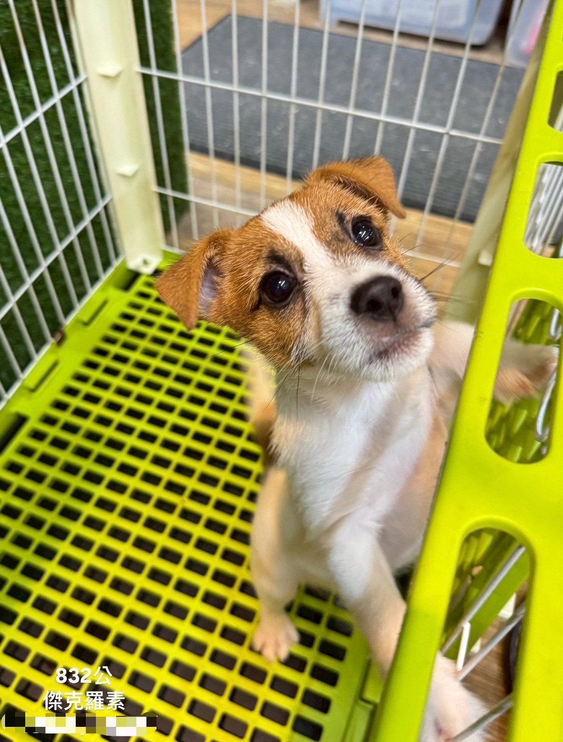 中圓寵物家族／雙色傑克羅素