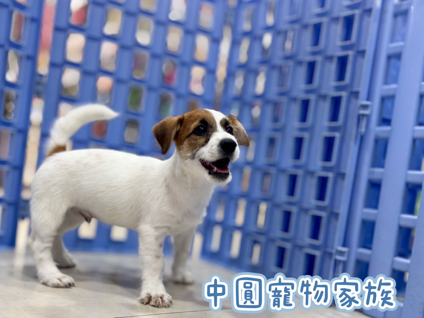 中圓寵物家族／雙色傑克羅素