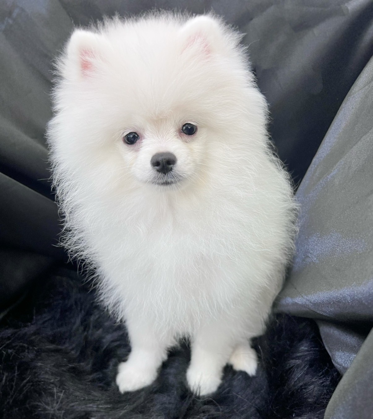 中圓寵物家族／白色博美犬