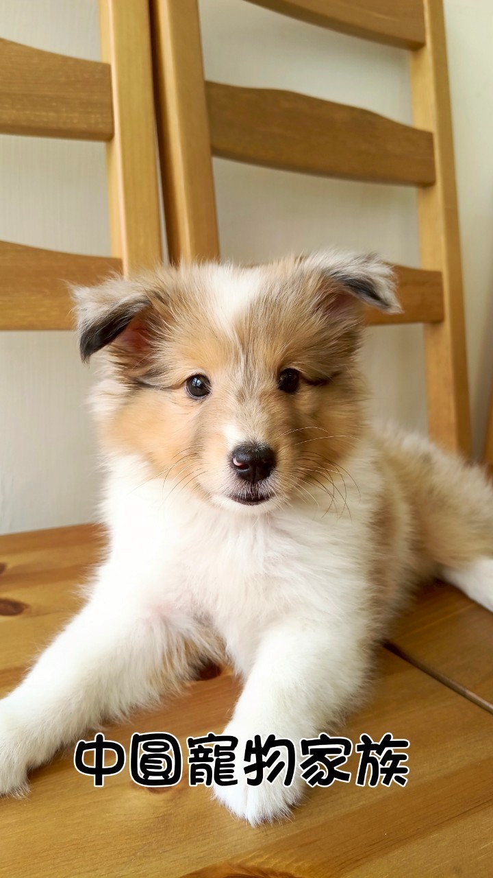 中圓寵物家族／紅隕石喜樂蒂