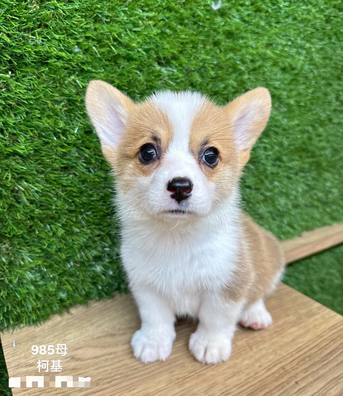 中圓寵物家族／柯基犬